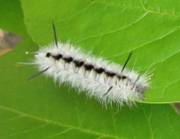 Late instar hickory tussock moth caterpillar.  Photo: Maine Forest Service