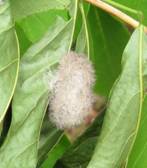 Hickory tussock moth cocoon. Photo: Maine Forest Service