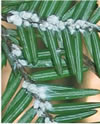 Close up of Hemlock Woolly Adelgid