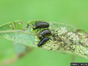 Imported Willow Leaf Beetle Larva