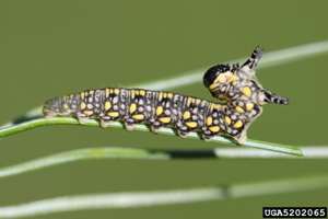 Introduced Pine Sawfly Larva