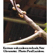 Kermes oak scale on red oak, New Gloucester.  Photo: Paul Larrivee.