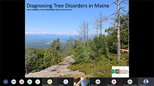Landowner Class 101: The Basics of Diagnosing Tree Disorders in Maine