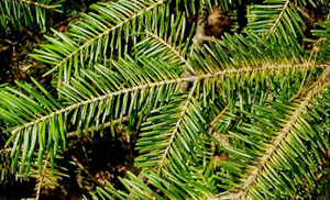 Mite damage on balsam fir. Photo: Maine Forest Service, Forest Health & Monitoring, Photo Collection