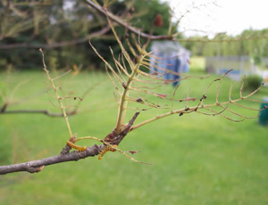 Mountain ash sawfly larvae. Photo by: Kirby Ellis, Ellis’ Greenhouse and Nursery