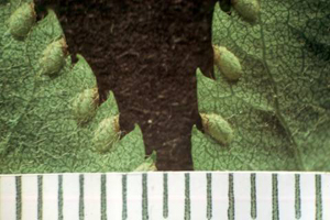 Mountain-ash sawfly eggs. Photo: L.J. Lipovsky, Maine Forest Service, Forest Health and Monitoring Slide Collection