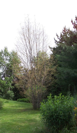 Mountain ash sawfly damage. Photo by: Kirby Ellis, Ellis’ Greenhouse and Nursery