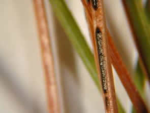 Necrosis and Bifusella linearis fruiting bodies on white pine. Photos: USDA Forest Service, Northeastern Area, State and Private Forestry, Durham, NH.