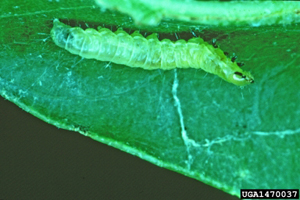 Oak leaf tier larva. Photo A. Steven Munson, USDA Forest Service, Bugwood.org
