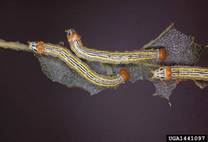 Orangehumped Mapleworm Larva Photo: USDA Forest Service - Rocky Mountain Region Archives, USDA Forest Service, Bugwood.org