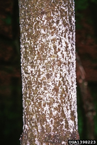 Pine Bark Aphid Infestation