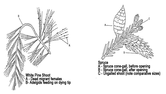 Pine Shoot Adelgid on white pine and spruce shoots