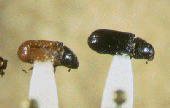 USDA photo Pine shoot beetle is 1/4 inch long when full grown
