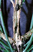Mined shoot of Scots pine branch.  USDA Forest Service photo.