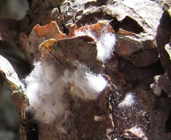 Red Pine Scale