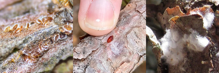 Figure 1: (left) The intermediate stage larvae are small, flat, and white-fringed; (center) adult females are mobile and dark red; (right) male cocoons and female egg ovisacs are covered in a conspicuous white cottony substance.