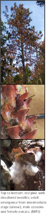 Top to bottom: red pine with discolored needles; adult emergence from immediate stage *arrow); male cocoons and female ovisacs. (MFS)