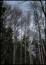 Stand of trees with red pine scale