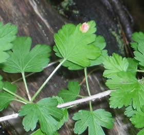 Ribes infected with C. ribicola.  Photo: Maine Forest Service