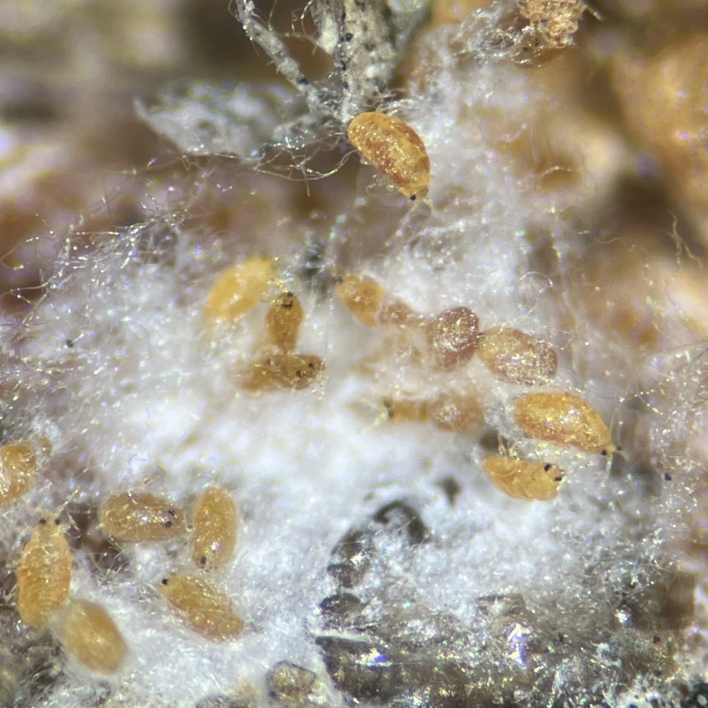 small yellow crawling insects with black eyes crawling on white cottony substance