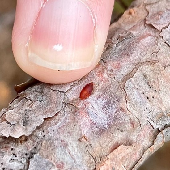 a finger pointing to a dark red, soft-bodied insect on a pine branch