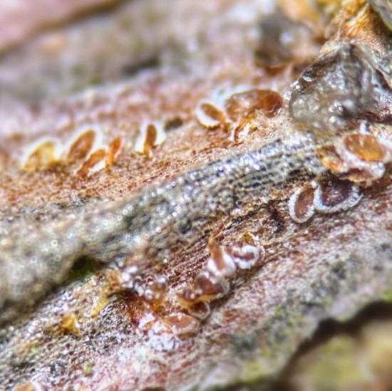 a clustering of small, orange, oval-shaped scales, each with white wooly margins