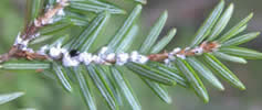 Hemlock woolly adelgid wool and lady beetle predator.  Photo: Maine forest service