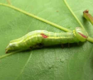 Saddled Prominent Larva