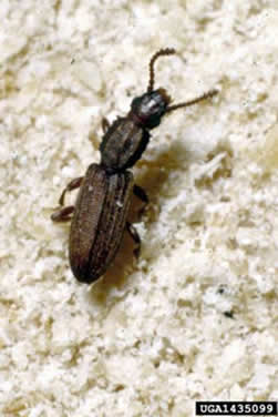Saw-toothed Grain Beetle Adult