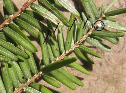 Hemlock woolly adelgid and elongate hemlock scale on hemlock from Sedgewick, ME.  Photo: MFS