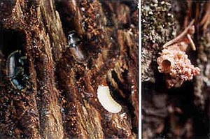 Spruce beetle larva, adults, and galleries (1.5x) & A pitch tube