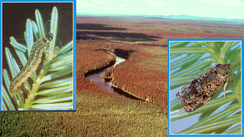 Images of spruce budworm catepillar and adult moth in foreground, with a background image of damaged trees across the landscape.