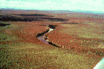 Spruce Budworm Defoliation T4 R14 WELS along the West Branch of the Penobscot River 1974 MFS photo