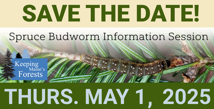 Save the Date - Spruce Budworm Information session on Thursday May 1, 2025
