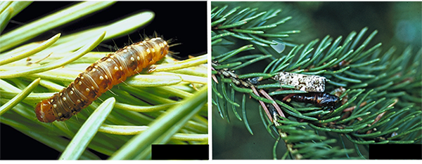 Spruce budworm larva and adult moth