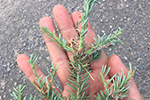 Mature spruce budworm larva on balsam fir branch in northern Maine