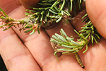 Spruce budworm larval defoliation on balsam fir branch in northern Maine