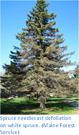 Spruce needlecast defoliation on white spruce. (Maine Forest Service)