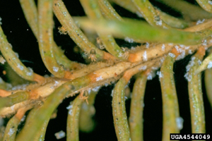 Spruce spider mite adults. Photo: Petr Kapitola, State Phytosanitary Administration, Bugwood.org