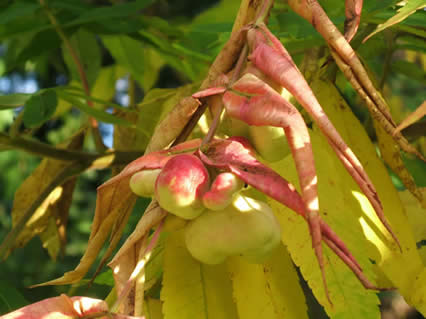 The sumac leaf gall aphid, Melaphis rhois, galls are largely inconsequential to plant health, but are an interesting biological curiosity. Pictured on smooth sumac, Rhus glabra. Photo Maine Forest Service