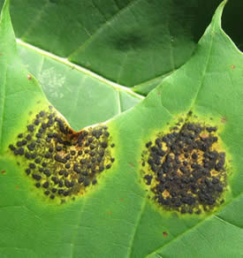 Tar leaf spot on Norway maple. Photo: Maine Forest Service