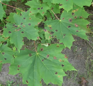 Tar leaf spot of Norway maple, early stage.  Photo, Maine Forest Service