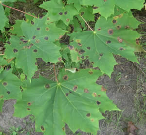 Tar leaf spot of Norway maple, early stage. Photo, Maine Forest Service