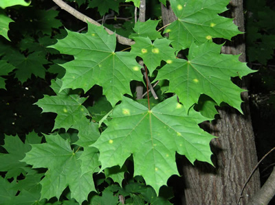 Leaves of a maple tree infested with tar leaf spot. Photo: Maine Forest Service