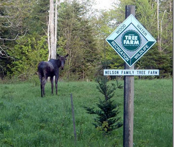 Moose at Nelson Tree Farm, Kingsbury Plantation