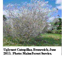 Uglynest Caterpillar, Brunswick, June 2013.  Photo: Maine Forest Service.