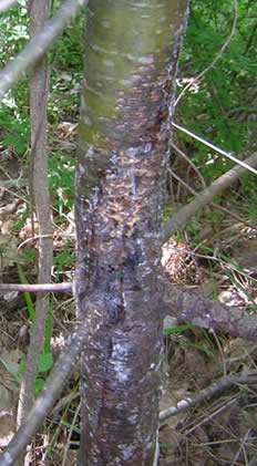 Canker and Aecia on Eastern White Pine.  Photo: Maine Forest Service