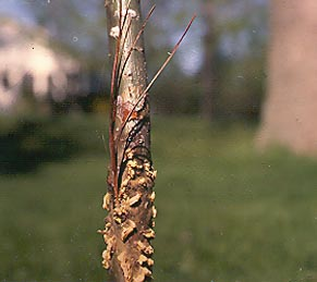 White Pine Blister Rust