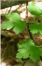 Ribes spp. leaf infection by Cronartium ribicola. (Maine Forest Service)