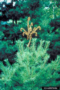 White pine weevil damage. Photo: E. Bradford Walker, Vermont Department of Forests, Parks and Recreation, Bugwood.org